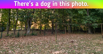 Test: Spot the Hidden Things in These Tricky Images and Prove You Have Eagle Eyes