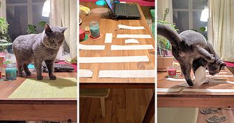 14 Awesome Life Hacks That Can Make Cat Owners’ Lives Easier