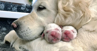 10+ Animal Photos Proving There’s Nothing Like a Mother’s Love