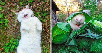 21 Cats and Dogs That Can Raise the Level of Happiness in Your Body