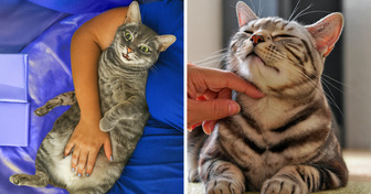 10 Things You Do to Your Pet That Might Cause Them Stress