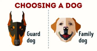 A Complete Guide to Finding a Dog to Perfectly Match Your Personality and Lifestyle