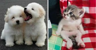 23 Photos Proving Baby Animals Are Adorbs No Matter What