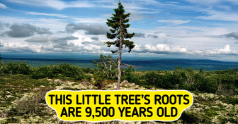 This Spruce’s Roots Are 9,500 Years Old: 12 of Earth’s Oldest Trees and Where to See Them