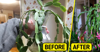 10 People Shared Plant-Care Tips That Actually Work