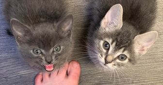 Why Your Cat Is Waiting for You by the Door When You Come Home