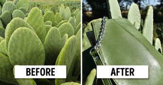 2 Guys Create Vegan Leather Made From Cactus That’ll Put an End to Animal Cruelty