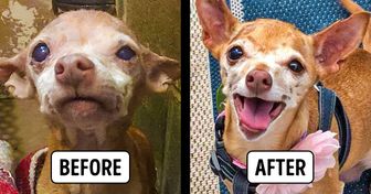 15 Shelter Animals That Changed Dramatically After Adoption