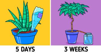 5 Smart Ways to Water Your Plants While You’re Away