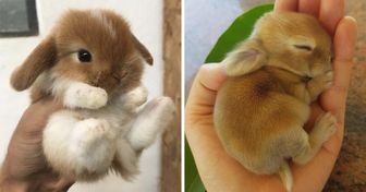 30+ Adorable Bunnies to Put You in the Easter Spirit