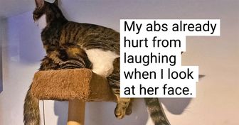20 Times People Got More Than One Cat and Suddenly Realized How Cool It Was