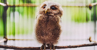 The 10+ Greatest Owl Pictures You’ll Ever See