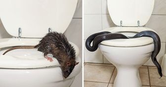 What Types of Animals Can Swim Into Your Toilet, and How to Stop It From Happening
