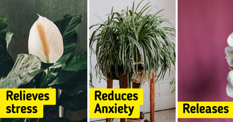 12 Indoor Plants That Improve Your Mood and Well-Being