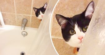 20 Clingy Pets That Won’t Leave Their Owners Alone