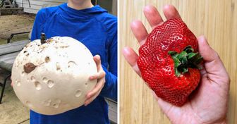 15 Things of Extraordinary Size That Made Us Want to Rub Our Eyes in Disbelief