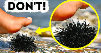 If You Step on This Sea Creature, You Have Seconds to Get Help