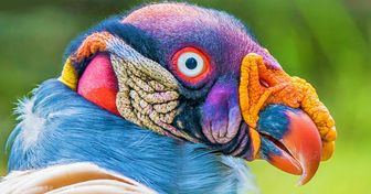 10 Birds That Look More Like Aliens Than Animals