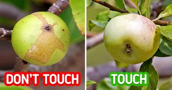 8 Plants That Can Be Dangerous to Touch and How to Recognize Them