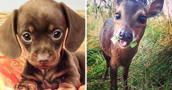 31 Cute Baby Animals That Can Melt Even a Snow Queen’s Heart