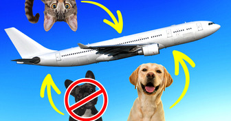 Where Exactly Is Your Pet During the Flight?