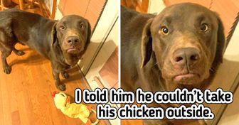 20 Pets Who Show Their Feelings So Well We Understood Them Without Even Trying
