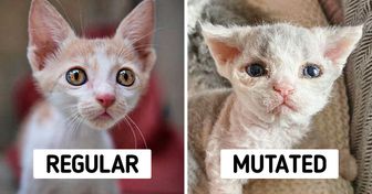 This Rare Mutation Makes Kittens Look Like Plush Teddy Bears
