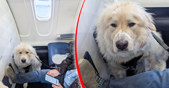 Passenger Shocked After Being Forced to Give Up First-Class Seat for a Dog but Many Defend the Choice — Here’s Why