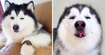 30 Insane Things Only Husky Owners Understand