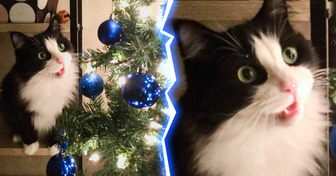 15 Times Pets Gave Extra Meaning and Wonder to the Holiday Season
