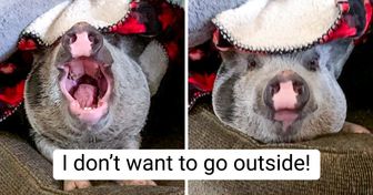 22 “Pigtures” That Could Make You Want to Adopt a Piggy