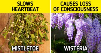 8 Common Plants That We’d Better Avoid