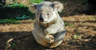 Koalas Are on the Verge of Extinction, but You Can Adopt One and Help Save Them