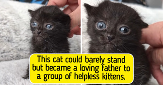 A Wobbly Rescue Cat Showed the World That Kindness Can Change Lives Forever