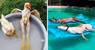 28 Animals That Know How to Survive Hot Summer Days