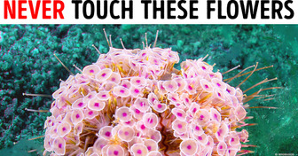If You See These Flowers in the Ocean, Get Out of the Water