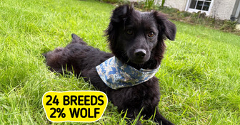 12 Animal Shelter Dogs Whose DNA Revealed Their Breed: 50% Beagle, 24 Breeds in One and 10% Lab
