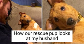 20+ Animals That Want to Be Best Buddies With Their Humans Like Shaggy and Scooby-Doo