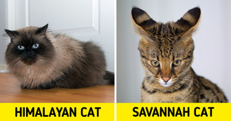 14 Unique Cat Breeds That You Don’t See Every Day