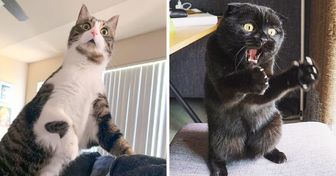 23 Photos That Prove You’ll Never Get Bored If You Have a Cat