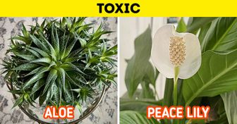 10 Plants We’d Better Stay Away From