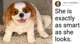 17 Pets Who Have More in Them Than Meets the Eye