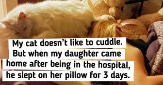 17 Photos That Prove Cats Can Be Just as Loyal as Dogs