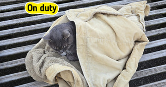 10 Shop Cats Who Run the Place, Like a Garden Shop Cat a Stranger Tucked Into a Jacket