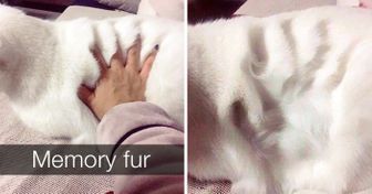 30 Cats Who Aren’t Kitten Around on Snapchat