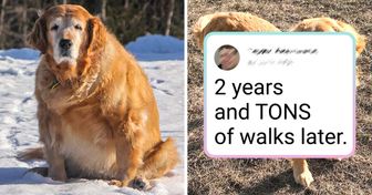 19 Animals Didn’t Wait for Monday to Start Their Diet and Rocked Weight Loss