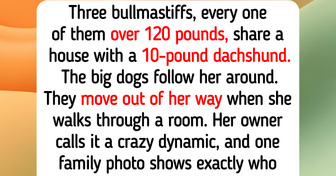 14 Small Dogs Who Boss Big Dogs Around, Like a 10-Pound Dachshund Leading Three Bullmastiffs