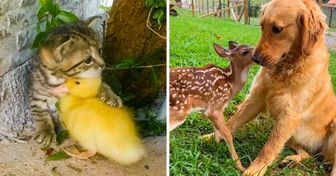 20 Adorable Times Animals Tried to Get Along Together