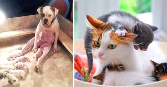 29 Purrfect Examples of What It’s Like to Be a Mom