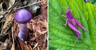 18 Times Nature Wowed Us With the Colors It Picked for Its Creations